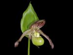 Read more: Cypripedium reginae