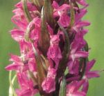 Read more: Dactylorhiza incarnata