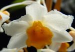 Leggi tutto: Dendrobium griffithianum