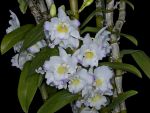 Read more: Dendrobium Sailor Boy Elise