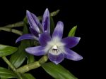 Leggi tutto: Dendrobium victoria-reginae