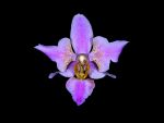 Read more: Doritaenopsis Krabi