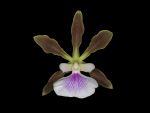 Read more: Encyclia randii