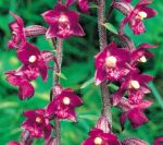 Read more: Epipactis atrorubens