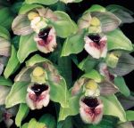 Read more: Epipactis helleborine
