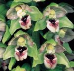 Read more: Epipactis helleborine