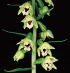 Read more: Epipactis muelleri