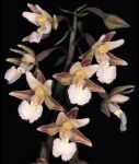 Read more: Epipactis palustris