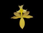 Read more: Epidendrum catillus