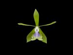Leggi tutto: Epidendrum floribundum