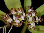 Read more: Gastrochilus acutifolius