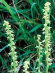 Read more: Herminium monorchis