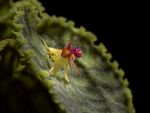 Leggi tutto: Lepanthes calodictyon