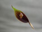 Read more: Lepanthes amphioxa