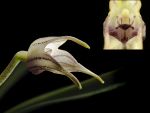 Read more: Masdevallia coriacea