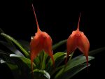 Read more: Masdevallia idae