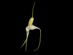 Read more: Masdevallia xanthina