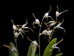 Leggi tutto: Masdevallia abbreviata