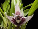 Read more: Maxillaria sanderiana