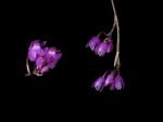 Read more: Nageliella purpurea