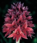 Leggi tutto: Nigritella rubra, subsp. rhellicani