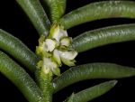 Read more: Omoea philippinensis