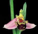 Leggi tutto: Ophrys apifera