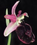 Leggi tutto: Ophrys bertolonii  subsp benecensis