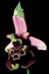 Leggi tutto: Ophrys holosericea subsp. holosericea