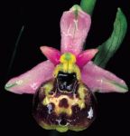 Leggi tutto: Ophrys holosericea, subsp. tetraloniae