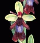 Read more: Ophrys insectifera