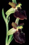 Leggi tutto: Ophrys sphegodes subsp sphegodes