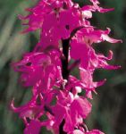 Leggi tutto: Orchis mascula