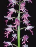 Read more: Orchis militaris