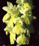 Leggi tutto: Orchis pallens