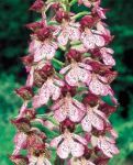 Read more: Orchis purpurea