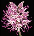 Read more: Orchis simia