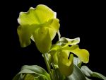 Read more: Paphiopedilum Clementina