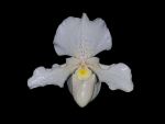 Leggi tutto: Paphiopedilum F.C.Puddle 