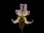 Read more: Paphiopedilum fairrienianum