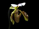 Read more: Paphiopedilum spicerianum