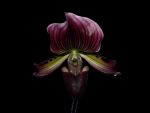 Read more: Paphiopedilum Vinicolor