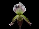 Read more: Paphiopedilum callosum, var. subleave