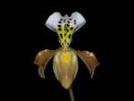 Leggi tutto: Paphiopedilum gratrixianum