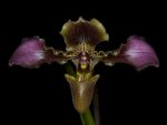 Leggi tutto: Paphiopedilum hirsutissimum