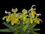 Leggi tutto: Paphiopedilum insigne forma sanderae