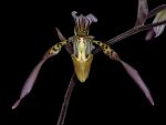 Leggi tutto: Paphiopedilum lowii  x  rothschildianum