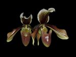 Leggi tutto: Paphiopedilum superbum x Harrisoniana