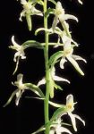 Read more: Platanthera bifolia