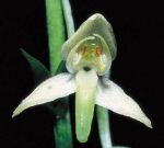 Leggi tutto: Platanthera chlorantha